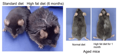 high fat hair loss