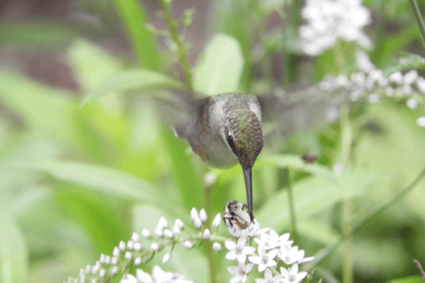 hummingbird bee