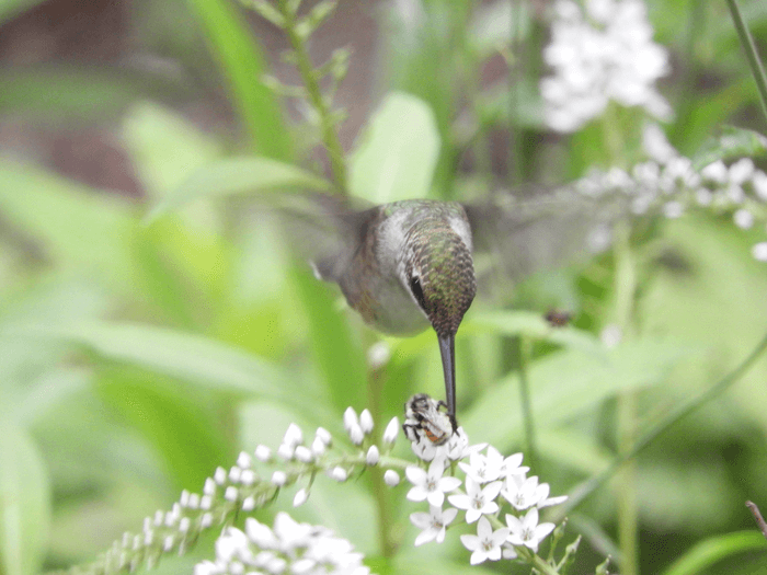 hummingbird bee