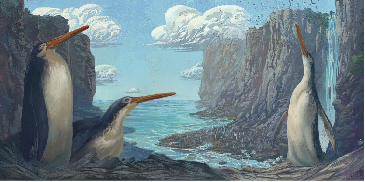 Kawhia giant penguin