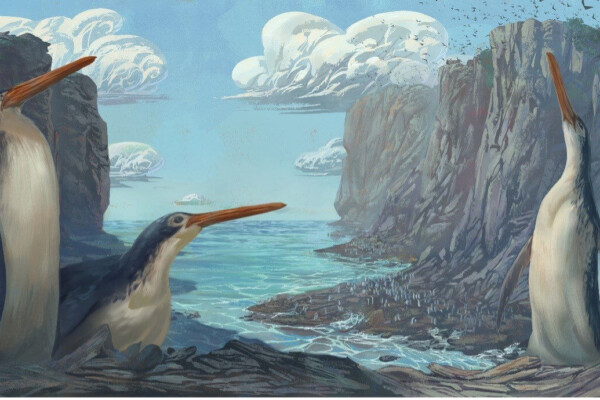 Kawhia giant penguin