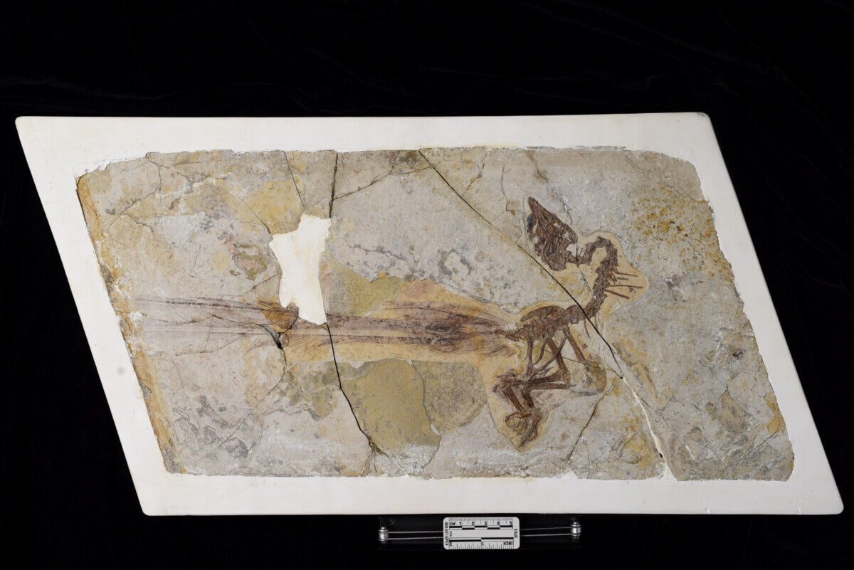 Bird fossil