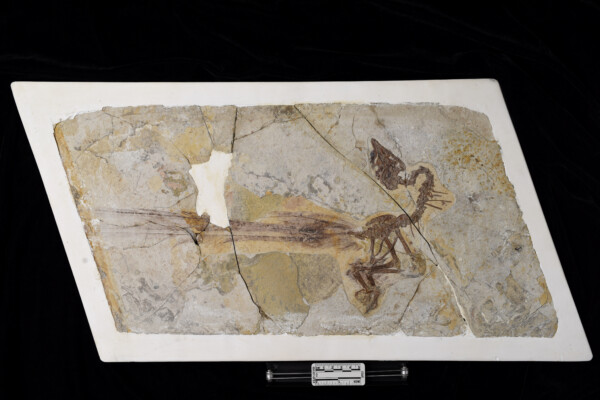 Bird fossil