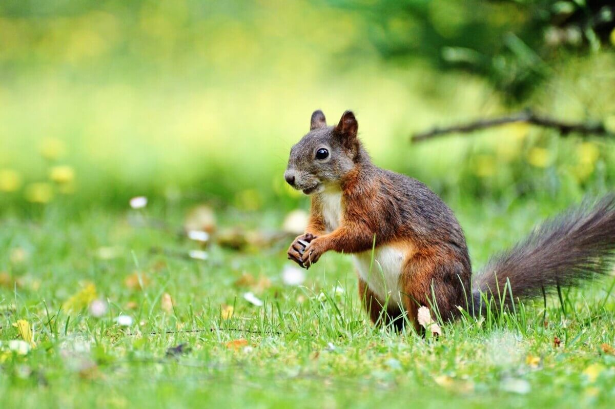 squirrels