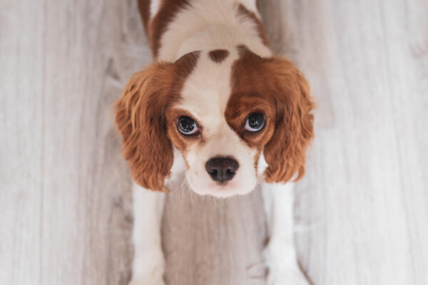King Charles spaniel dog