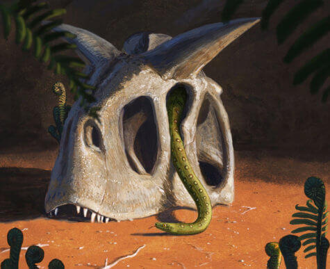 Snakes evolution study
