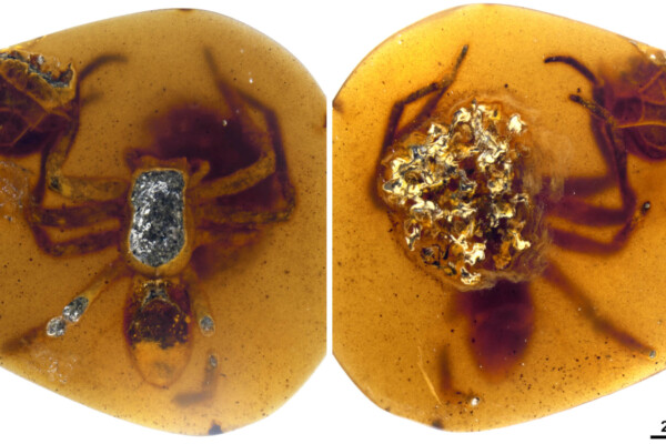 Spider preserved in amber