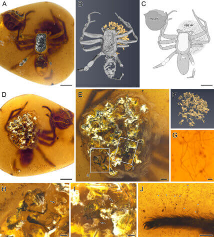 Spider in amber stud