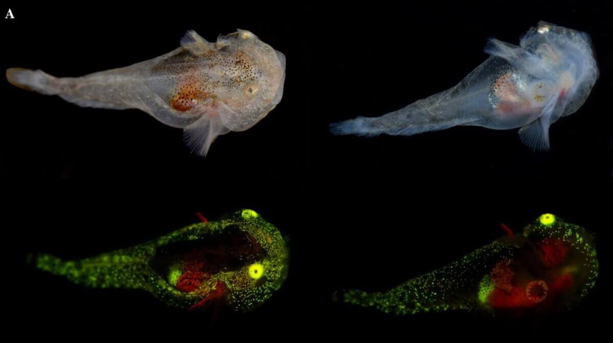 First biofluorescent fish