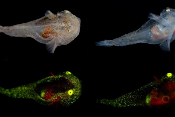 First biofluorescent fish