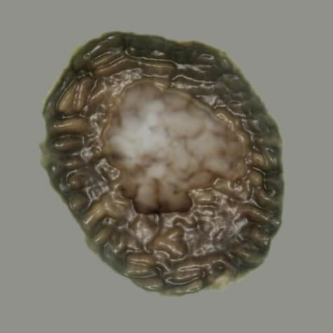 Billion-year-old fossil of Bicellum brasieri