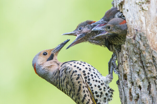 Male northern flicker (Colaptes auratus) at nest