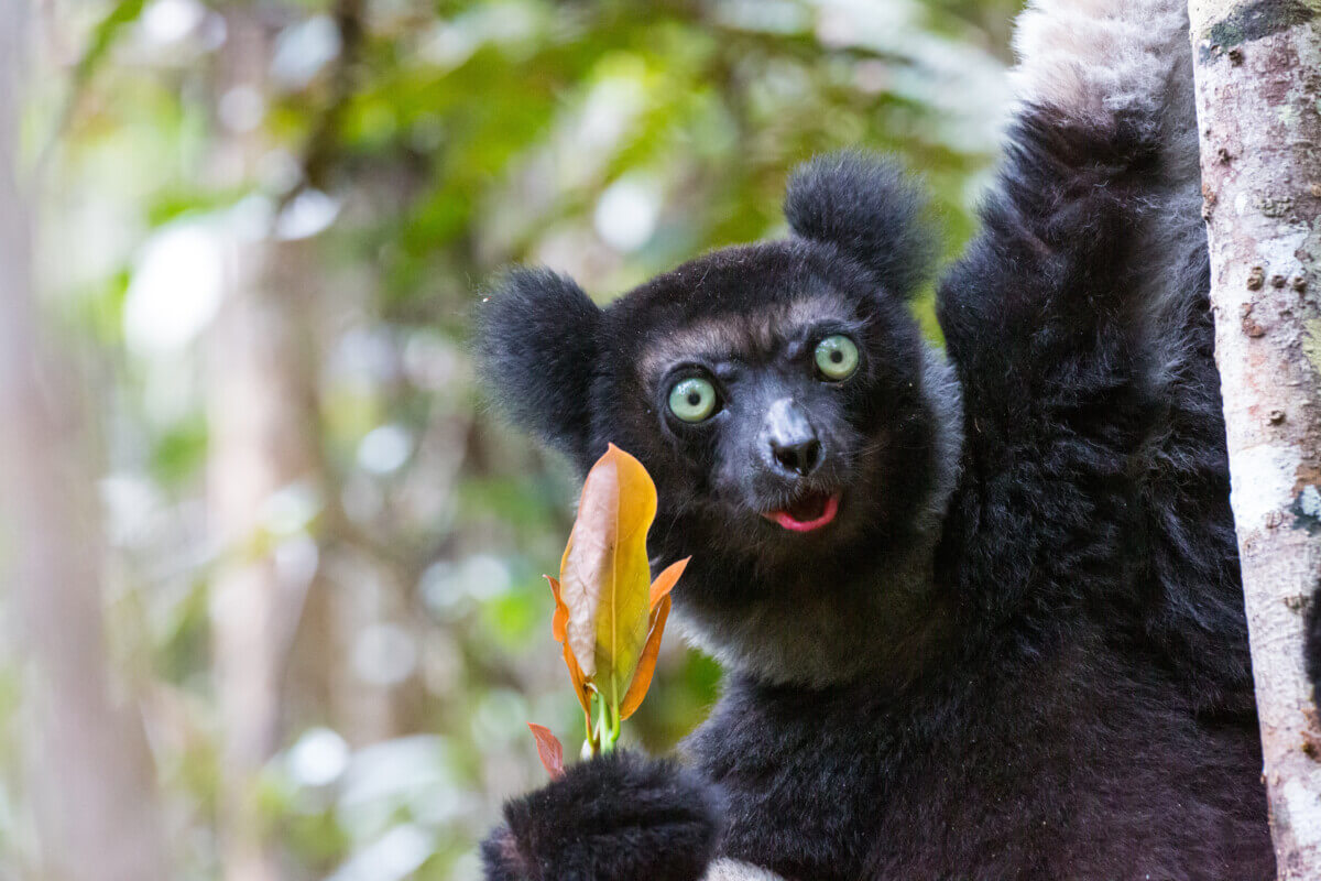 Indri lemur eating leafs in rainforest of Madagascar.