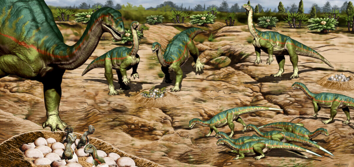 Dinosaur eggs found