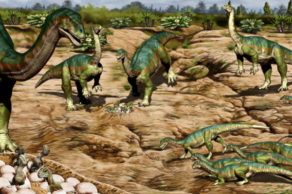 Dinosaur eggs found