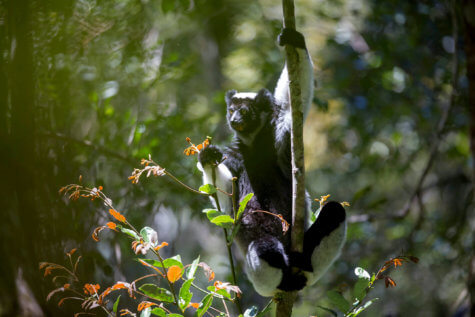 Indri lemur