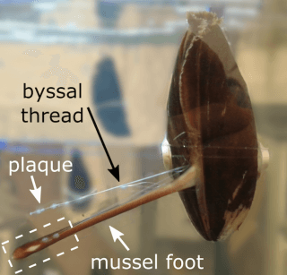 mussel