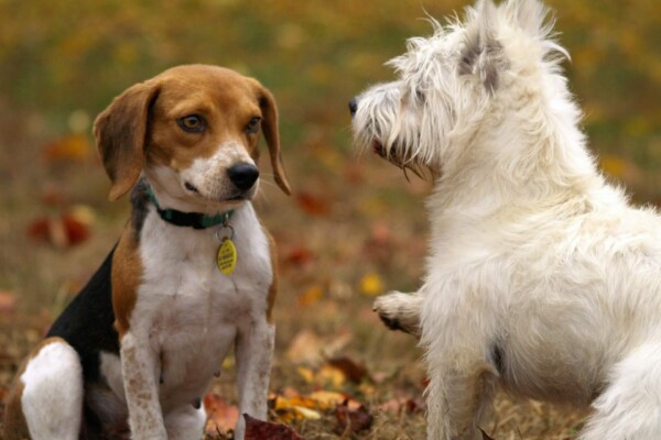 dogs