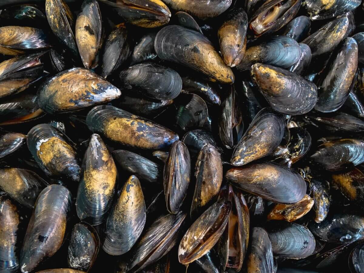 mussels