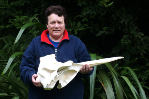 Beaked whale discovery