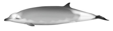 Beaked whale