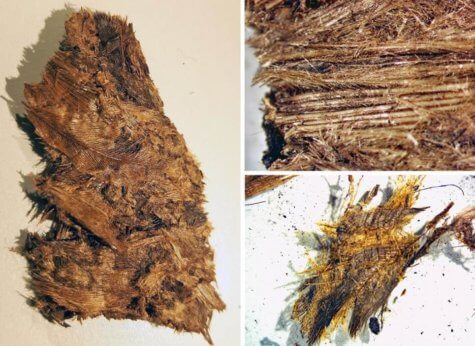 Thousand-year-old down feathers