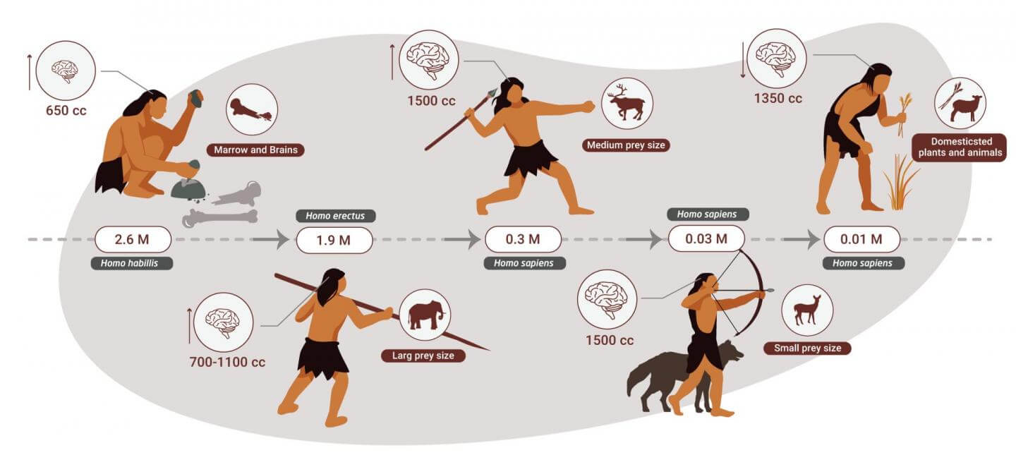 Human predatory evolution