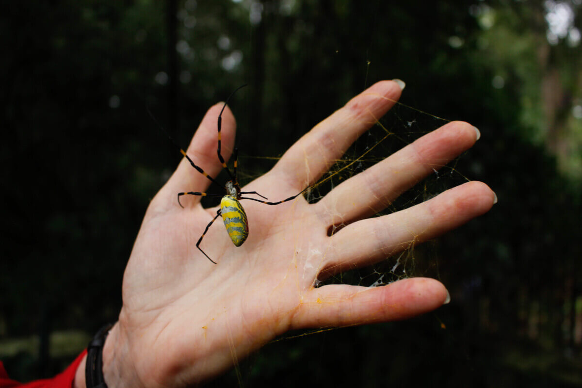 Joro spider