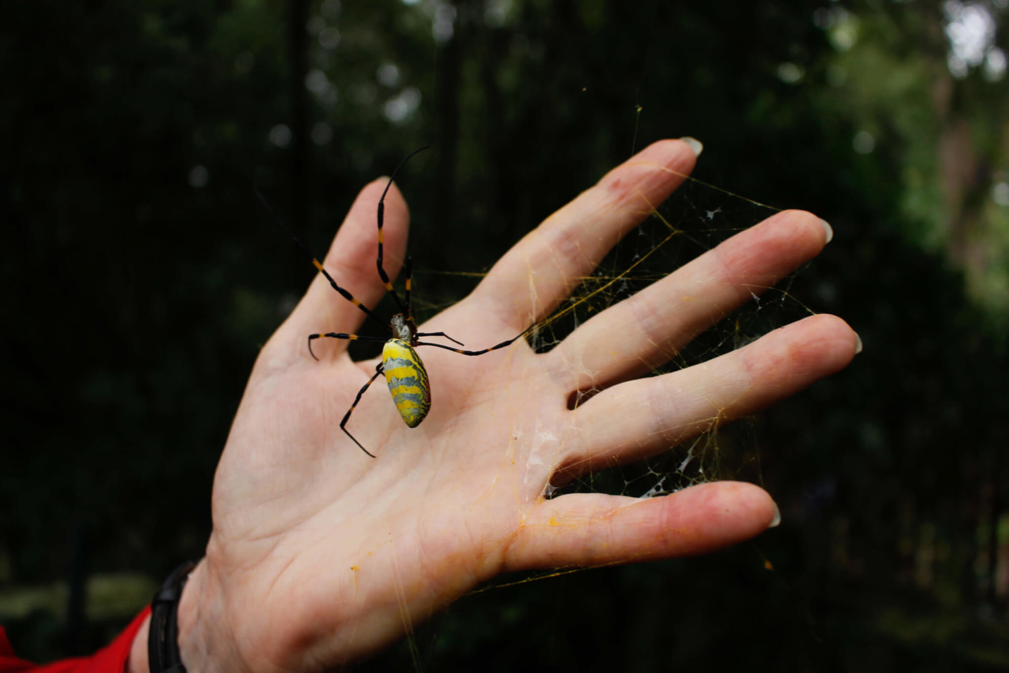 Joro spider