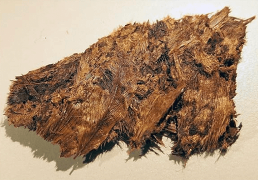 Feather from Valsgarde