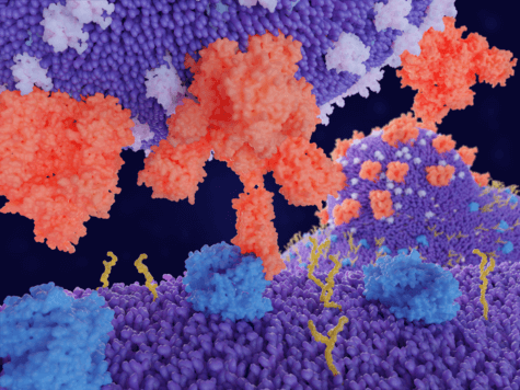 coronavirus rodent