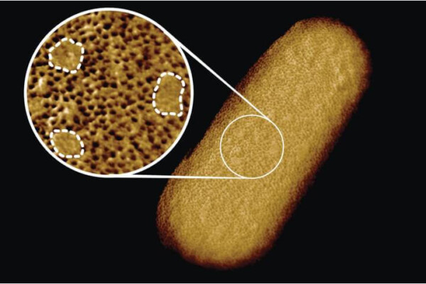 Sharpest image of bacteria