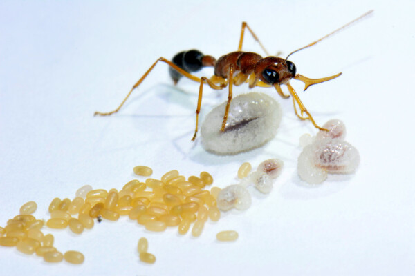 Worker ant