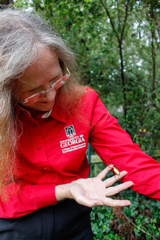joro spider researcher