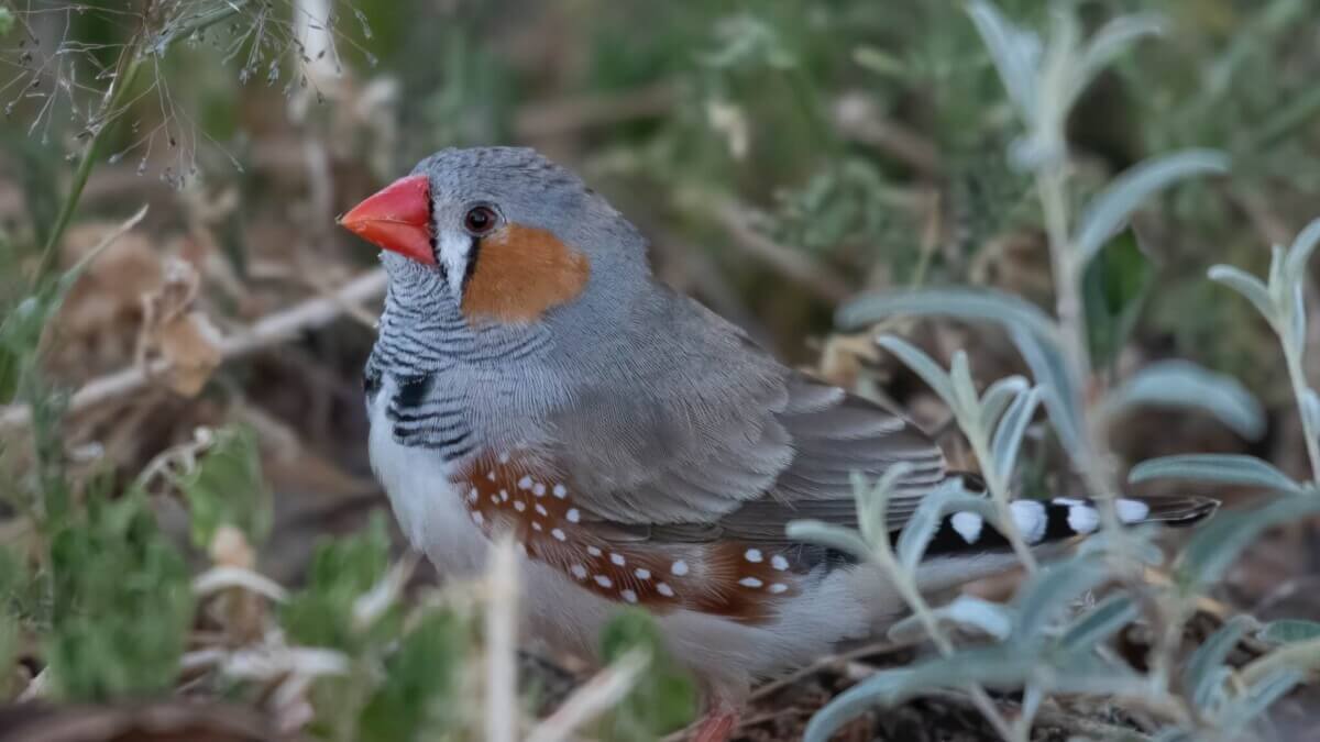 finch birds