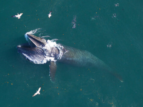 Blue whale feeding