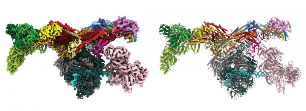 Med-PIC Complex
