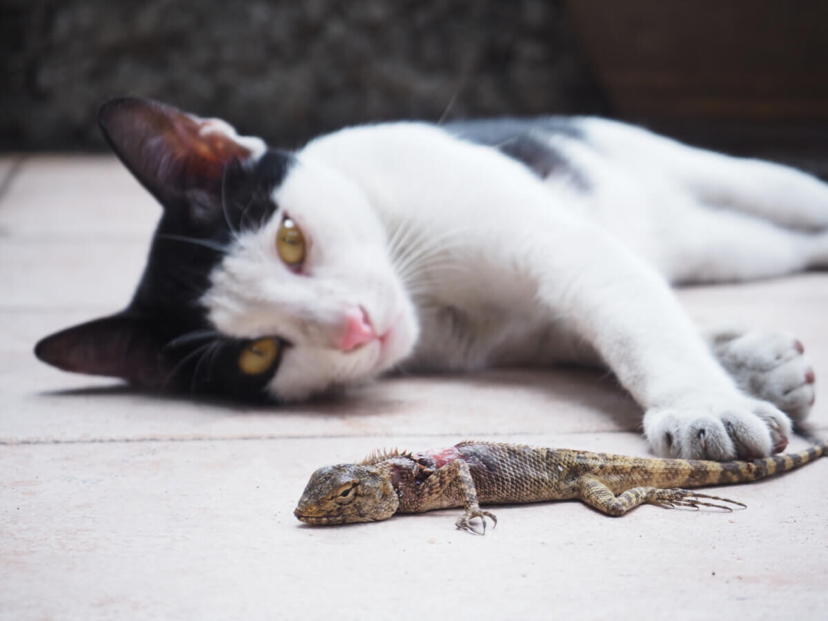 Cat catching lizard and guarding its from the others.