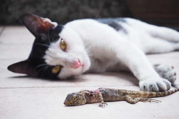 Cat with lizard