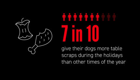 Dogs Holidays