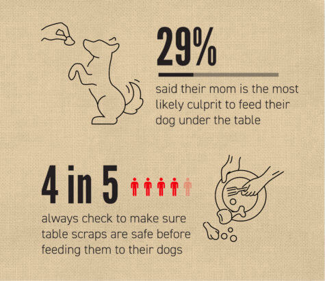 Dogs Holidays