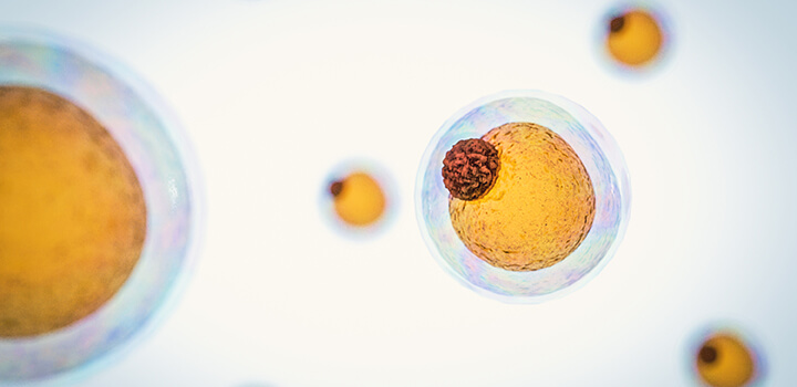 field of fat cells, High quality 3d render of fat cells, cholesterol in a cells