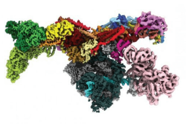Med-PIC Complex