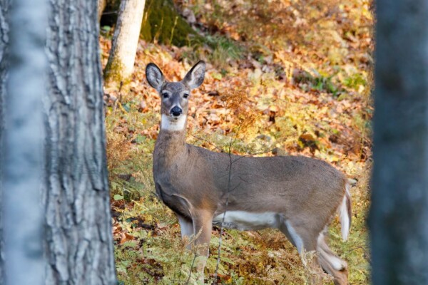 White tail deer