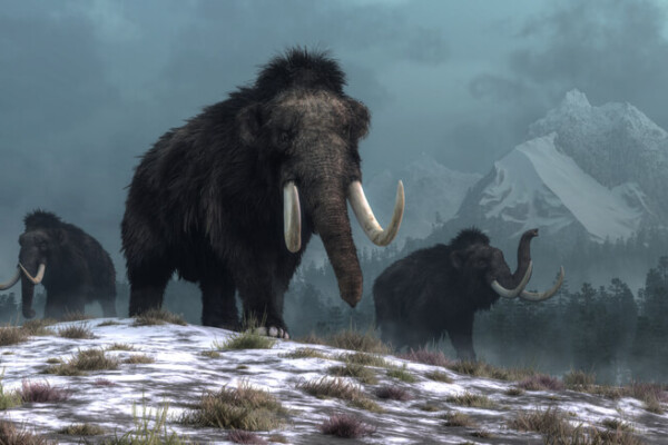 Woolly mammoth