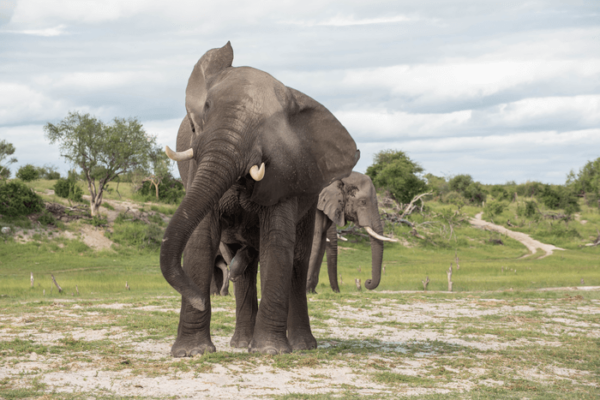 elephants