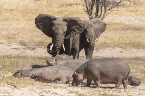 elephants