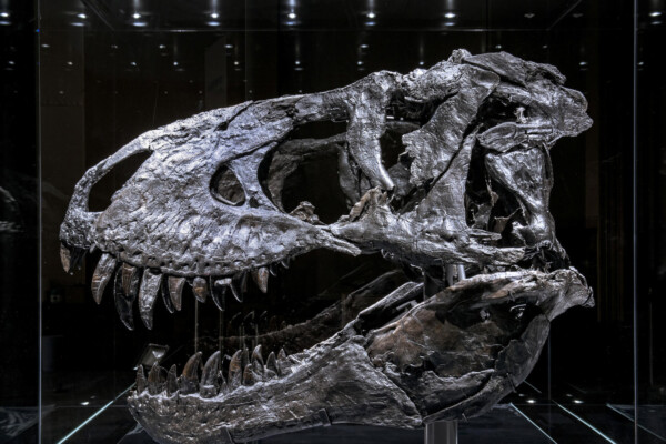 T-rex skull