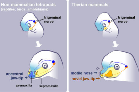 nose evolution