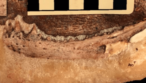 reptile teeth